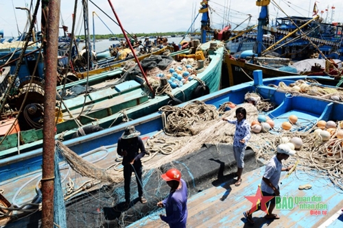 Bà Rịa-Vũng Tàu: Đồng bộ các giải pháp gỡ “thẻ vàng” thủy sản